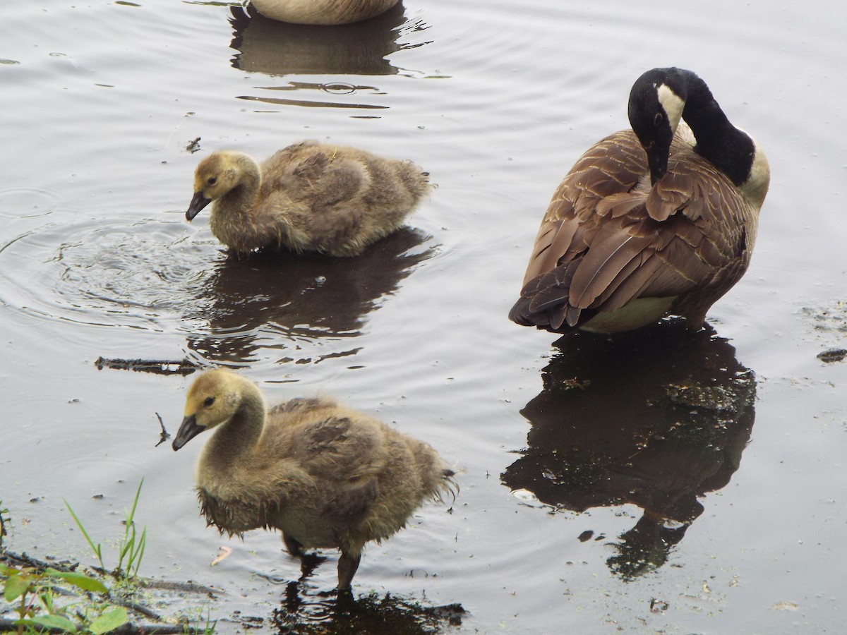 Canada Goose - ML621879874