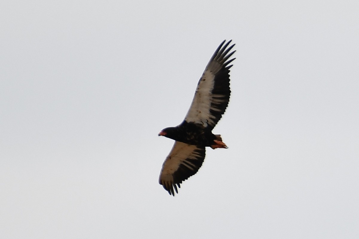 Bateleur - Tim Healy