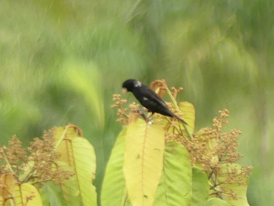 Large-billed Seed-Finch - ML621879884