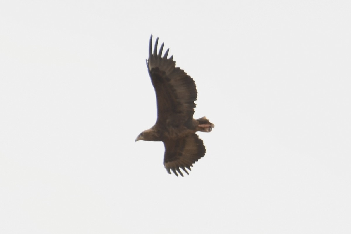 Bateleur - ML621879888