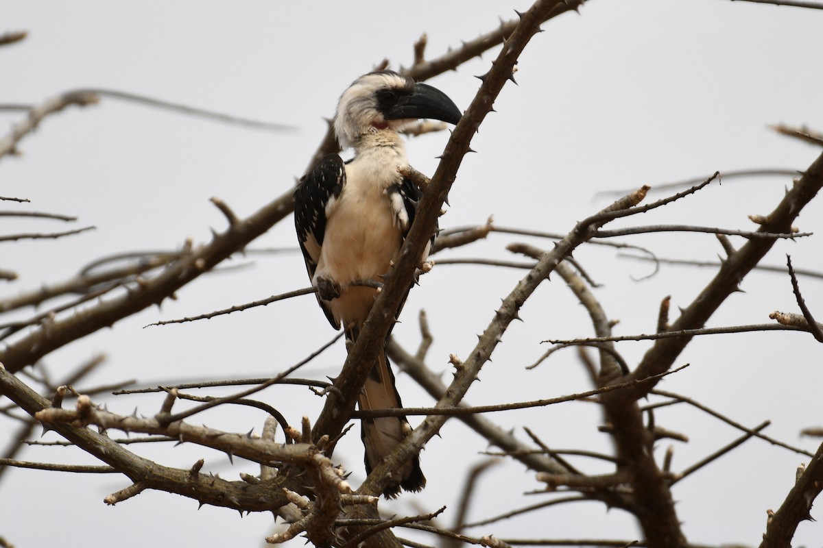 Von der Decken's Hornbill - ML621879898