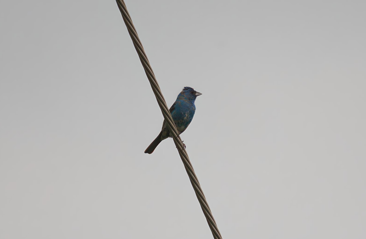 Indigo Bunting - ML621879916