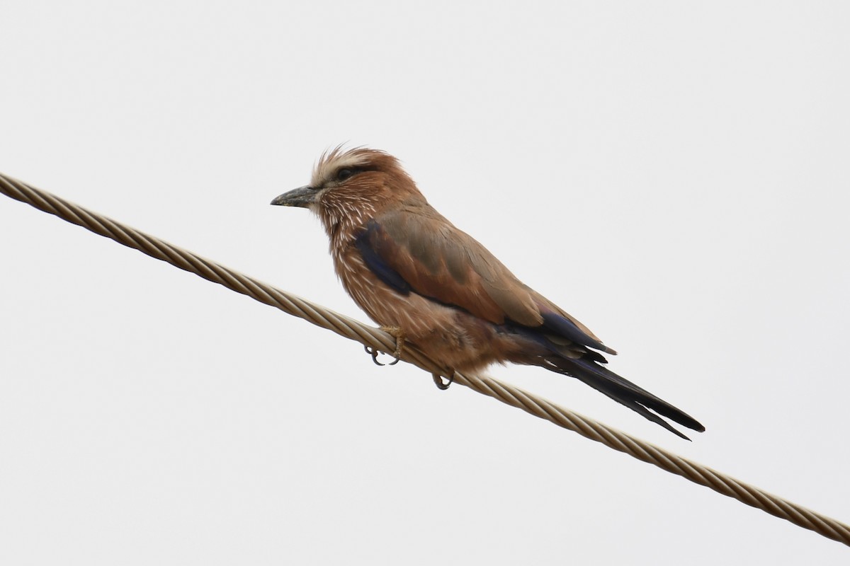 Rufous-crowned Roller - ML621879919