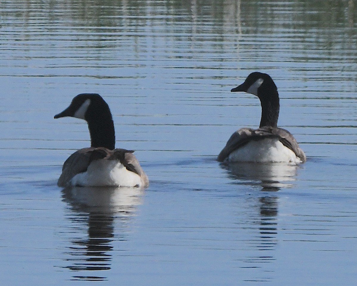 Canada Goose - ML621879924