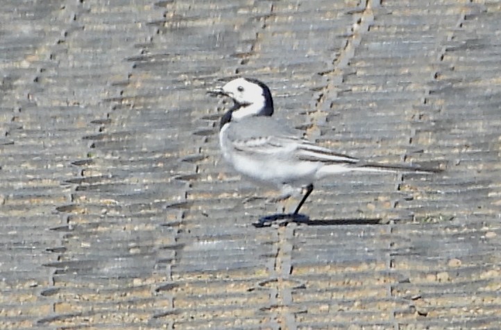 White Wagtail - ML621879928