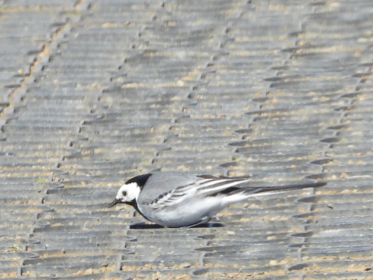 White Wagtail - ML621879929