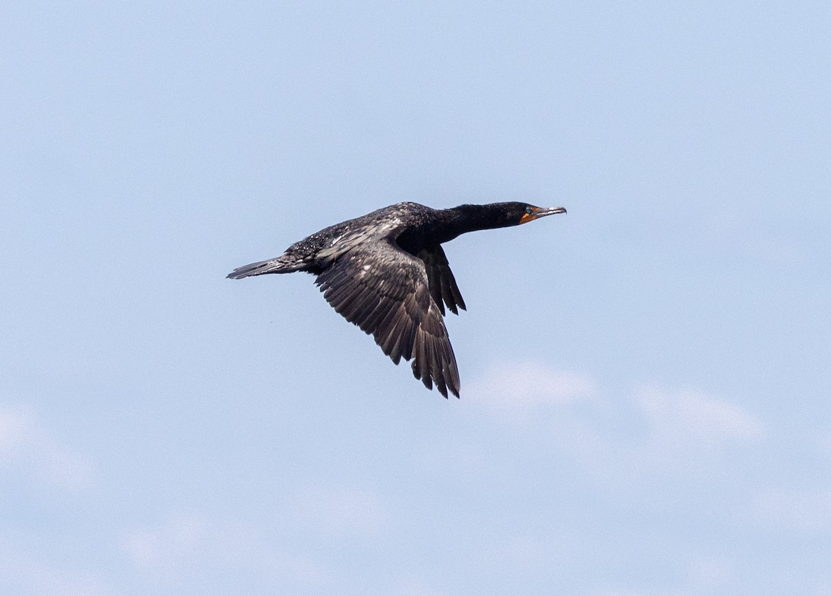 Double-crested Cormorant - ML621879941