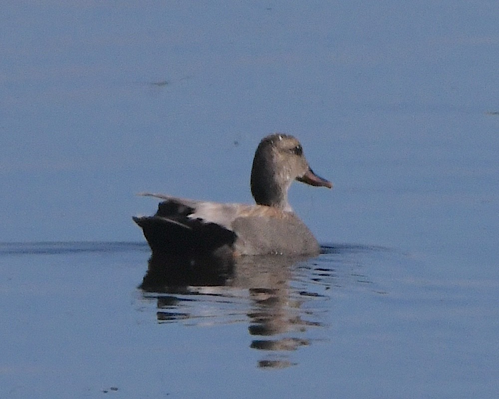 Gadwall - ML621879954