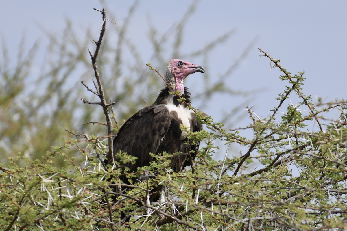 Hooded Vulture - ML621879973