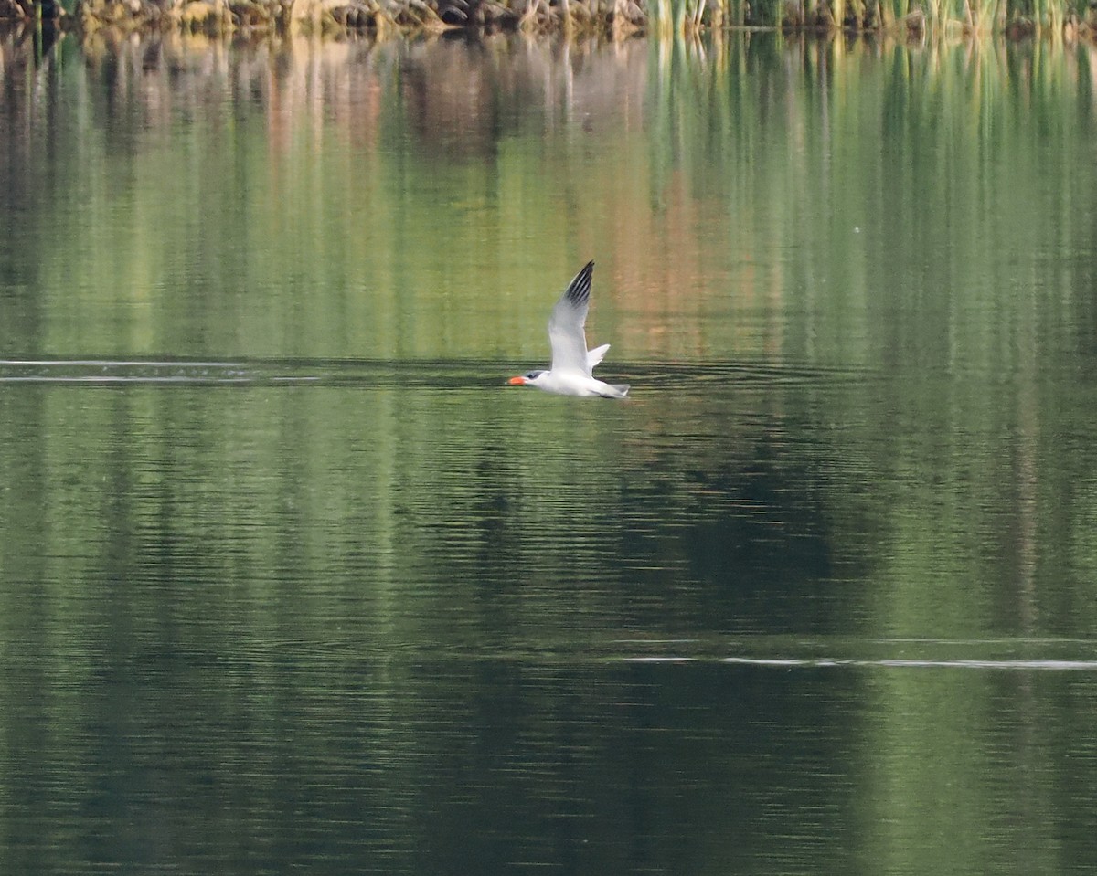 Caspian Tern - Andrew Whitehouse