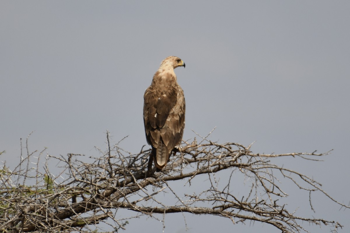 Tawny Eagle - ML621879987