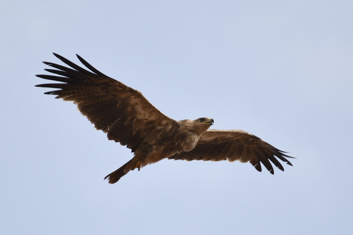 Águila Rapaz - ML621879988