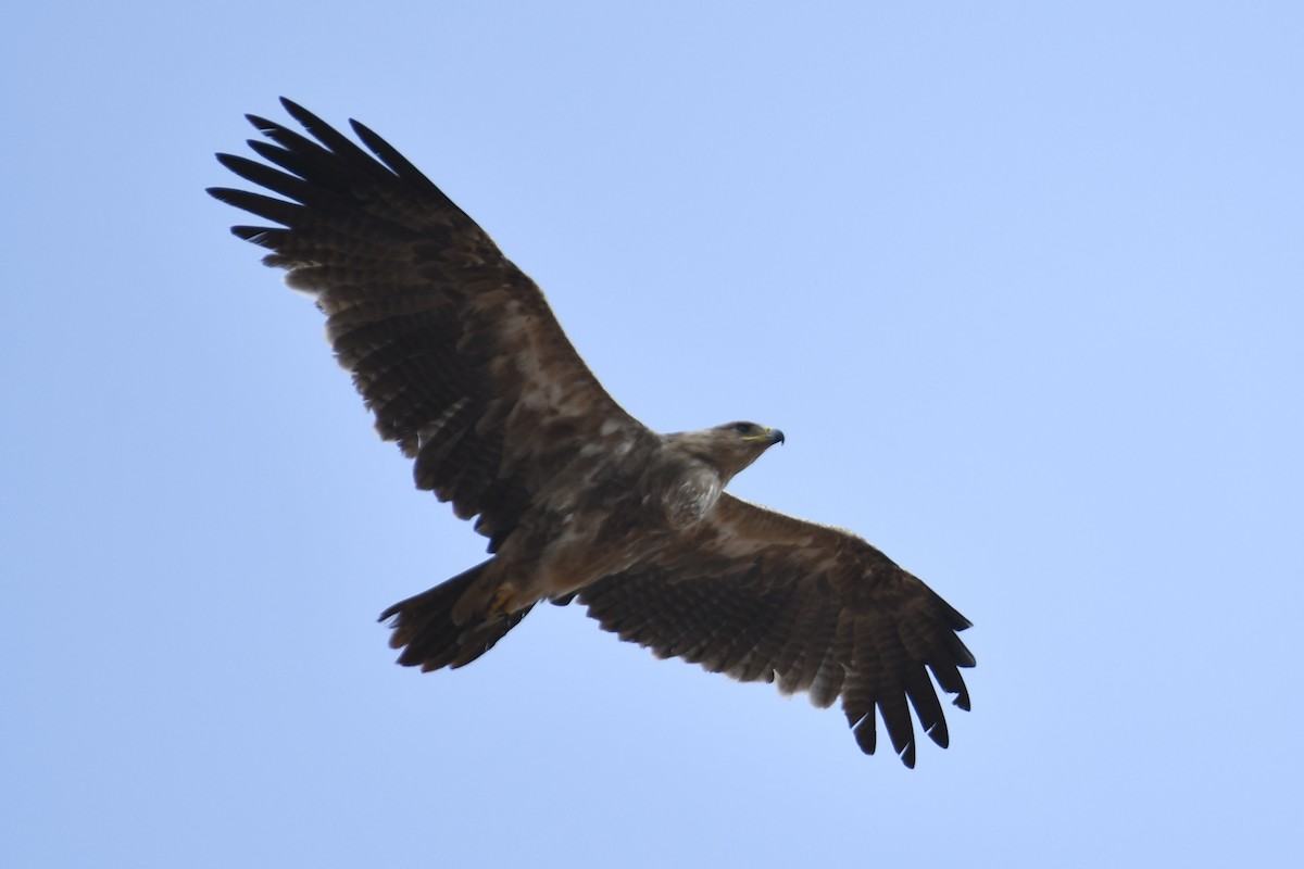 Águila Rapaz - ML621879989