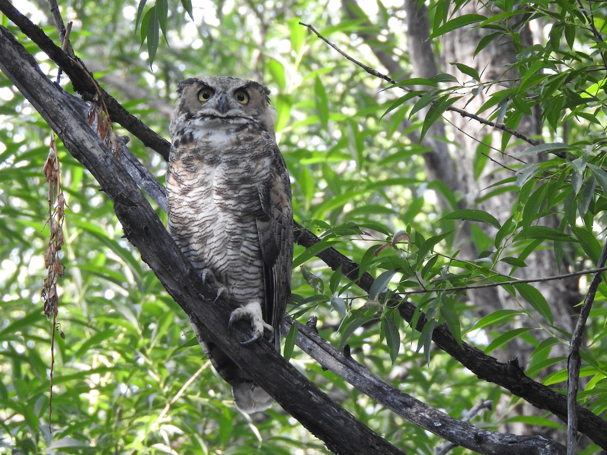 Great Horned Owl - ML621879996