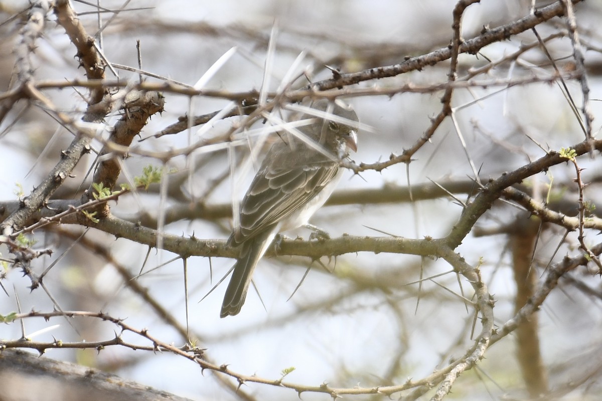 Yellow-spotted Bush Sparrow - Tim Healy