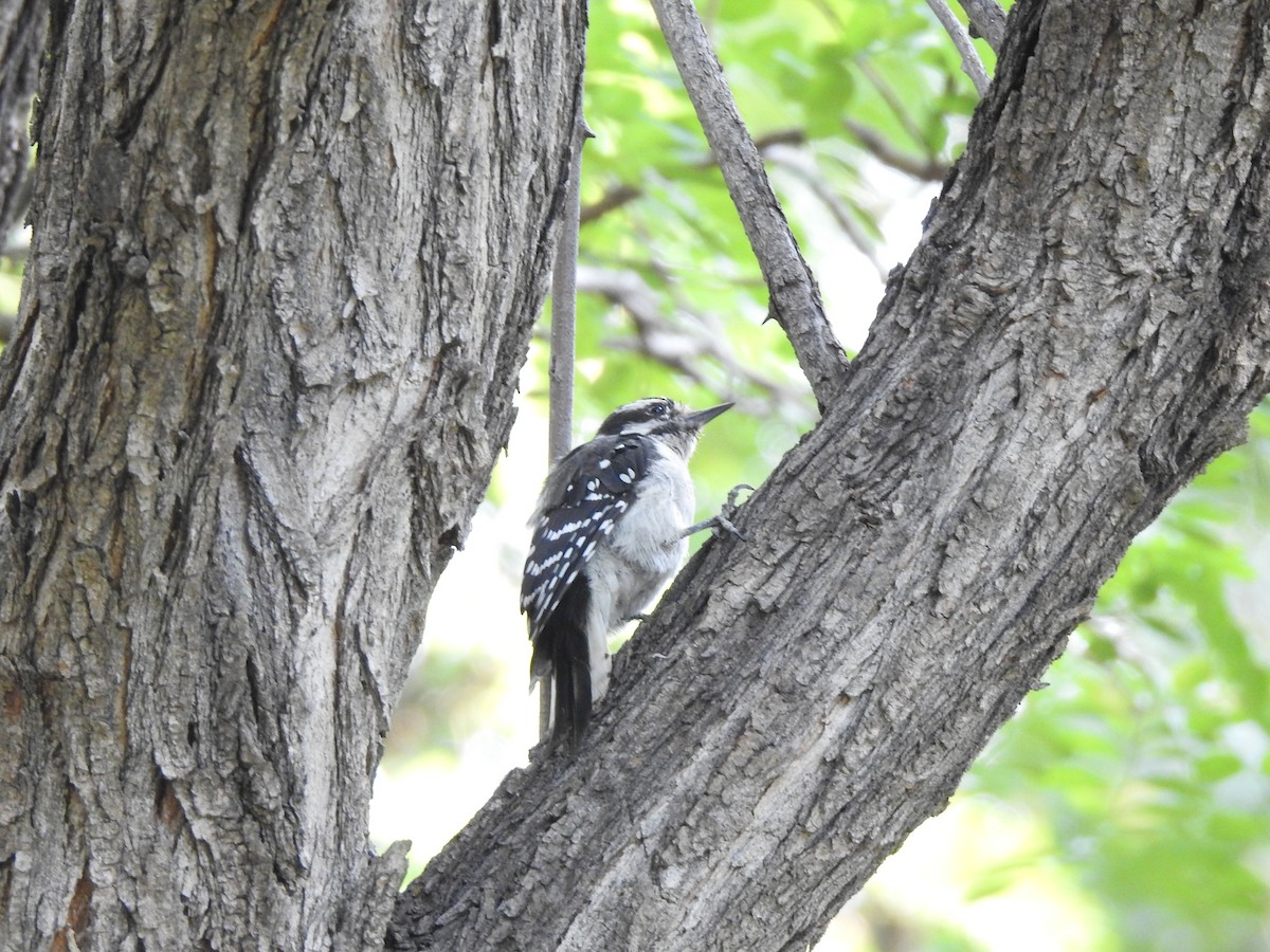 Downy Woodpecker - ML621880004