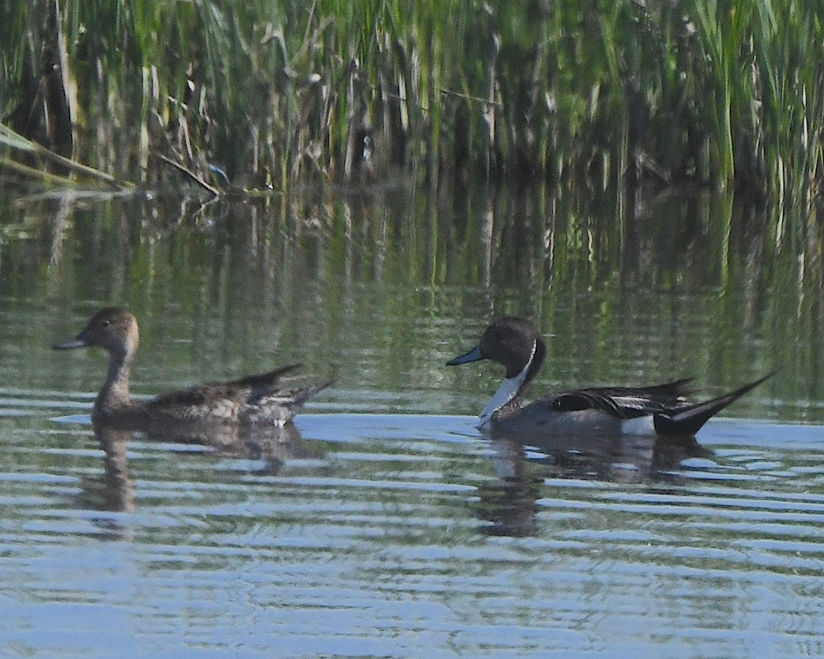 Northern Pintail - ML621880005