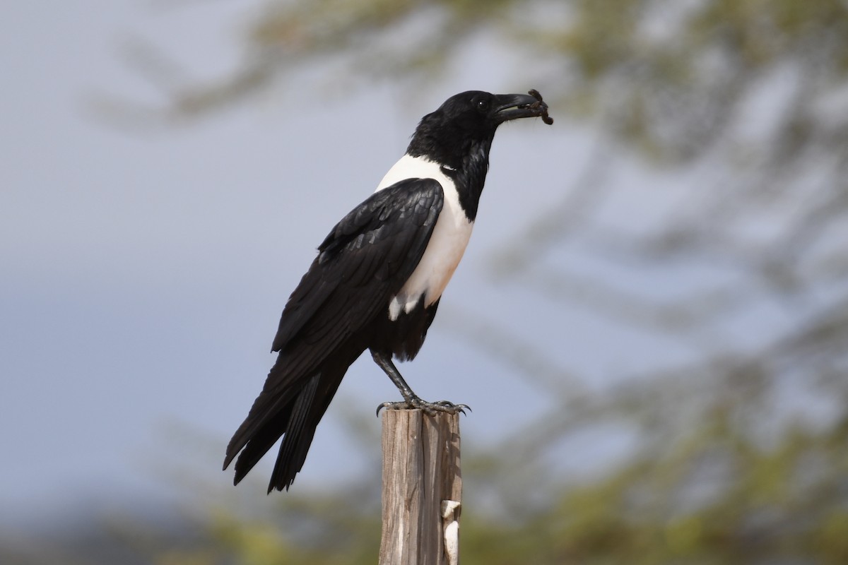 Pied Crow - ML621880026