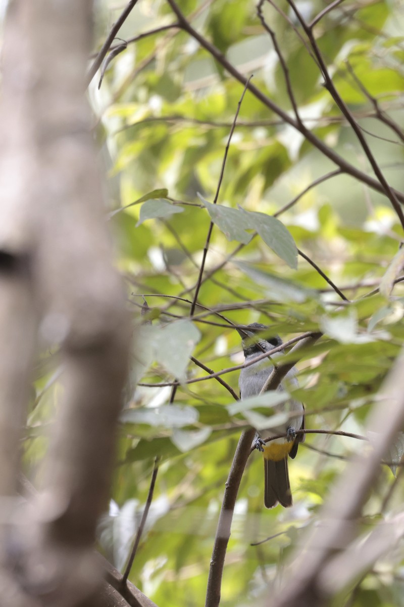 Yellow-shouldered Grosbeak - ML621880027