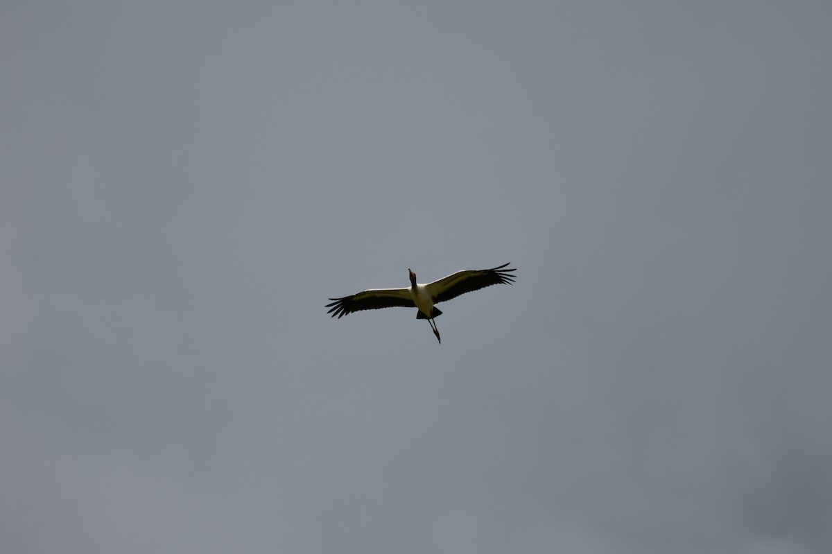 Wood Stork - ML621880032