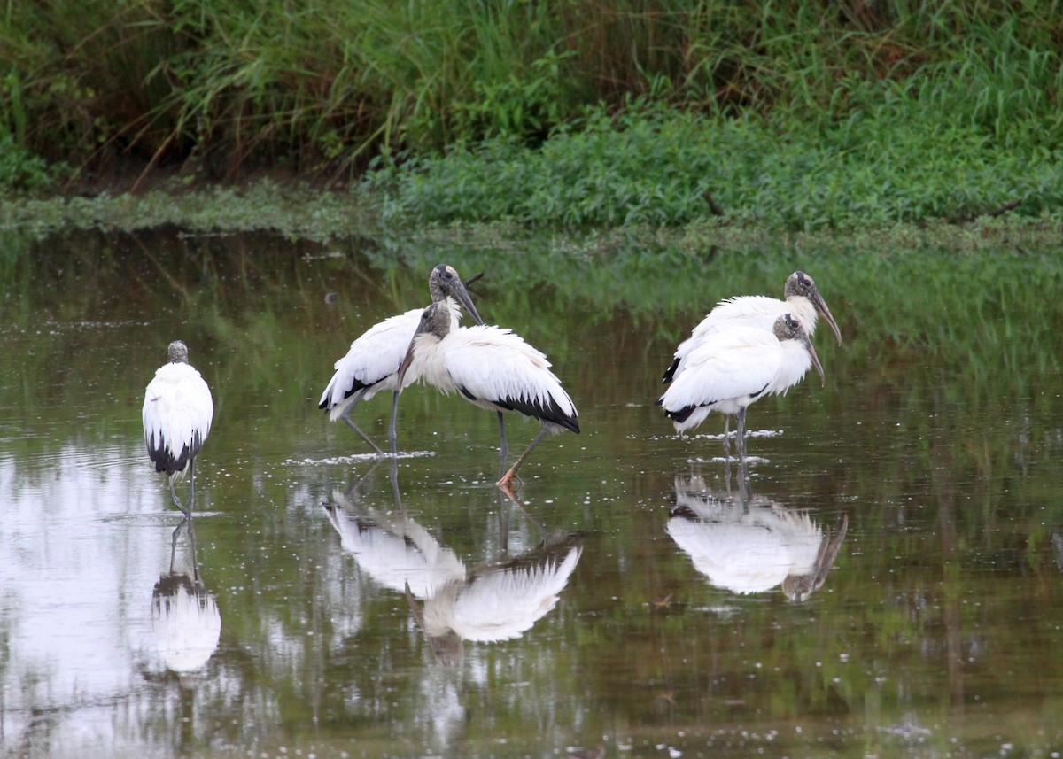 Wood Stork - ML621880035