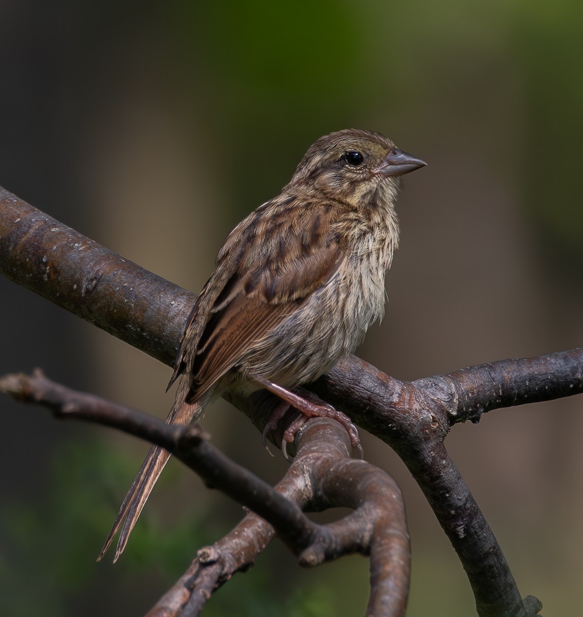 Song Sparrow - Sylvie Martel / Gaétan Giroux