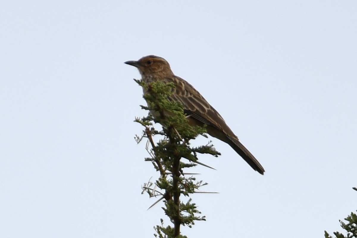 Pink-breasted Lark - ML621880044