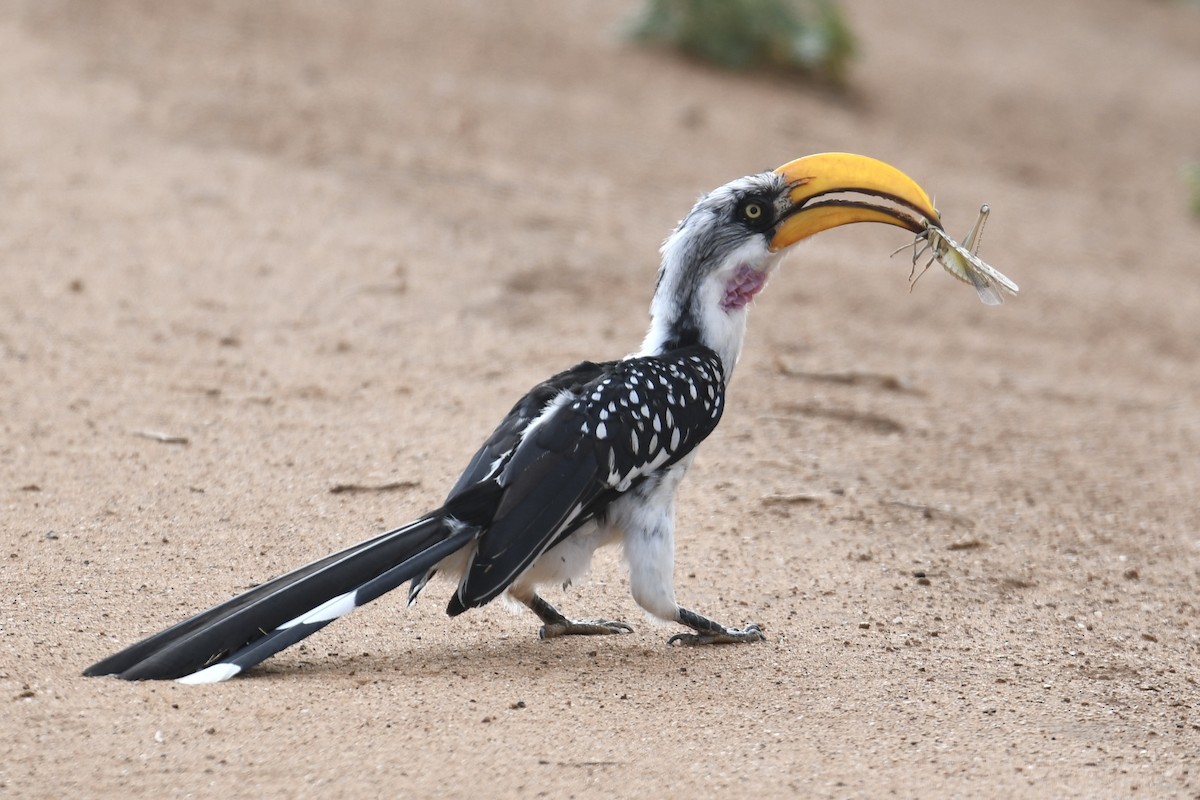 Eastern Yellow-billed Hornbill - ML621880064