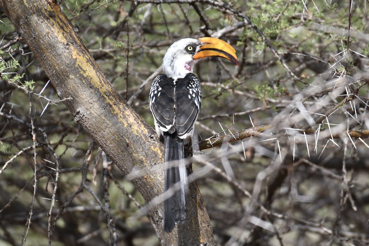 Eastern Yellow-billed Hornbill - ML621880065