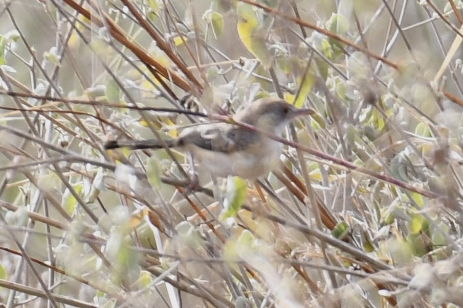 Prinia Modesta - ML621880069