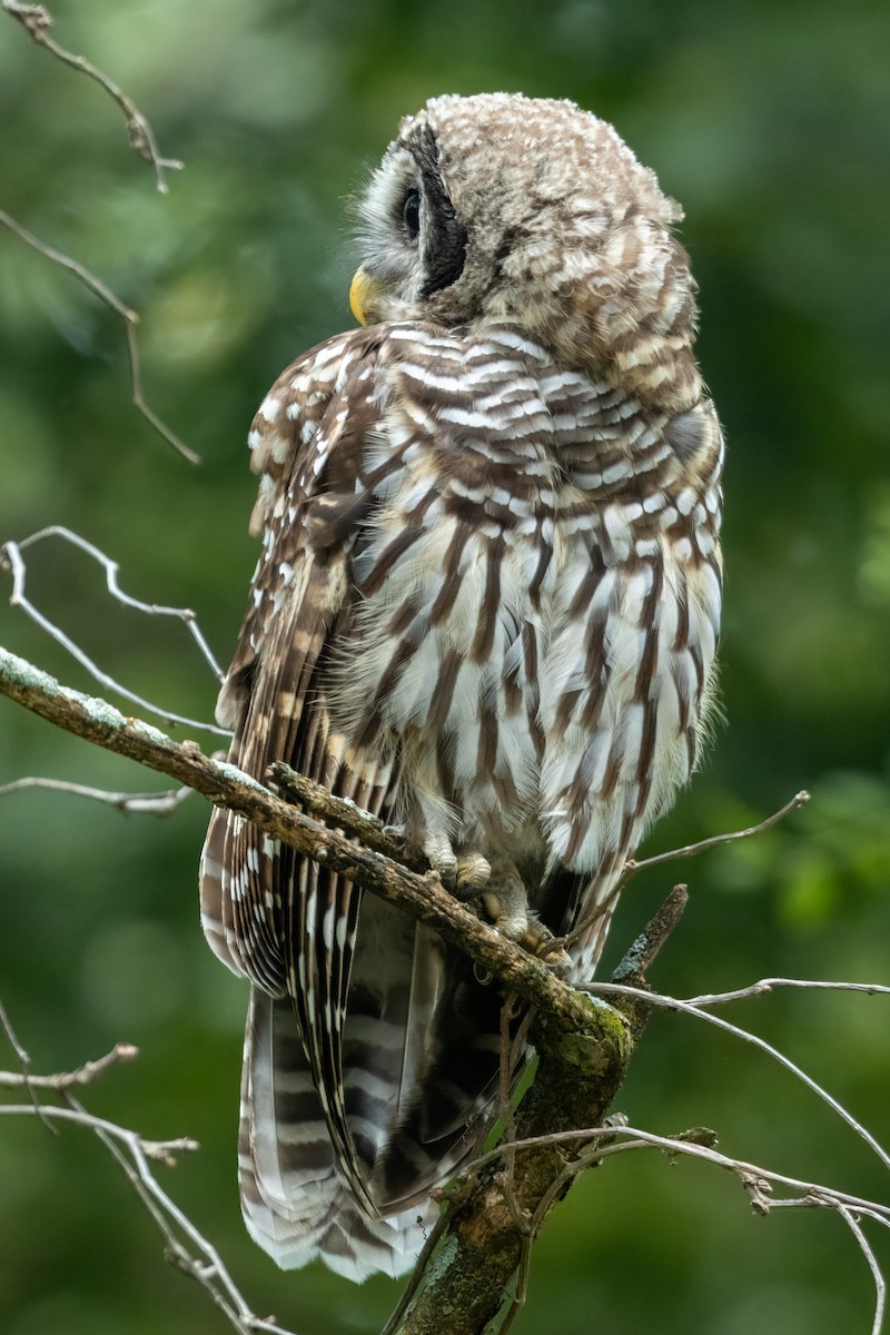 Barred Owl - ML621880078