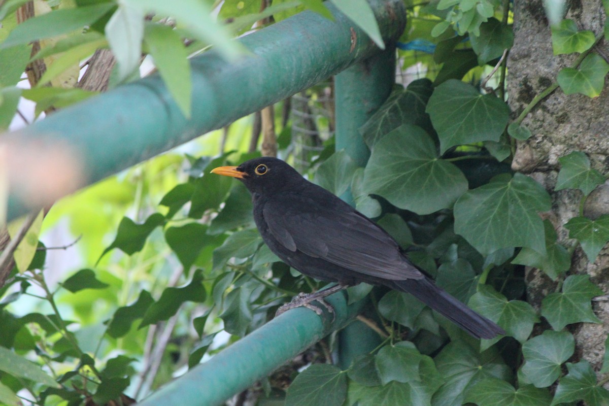 Eurasian Blackbird - ML621880089