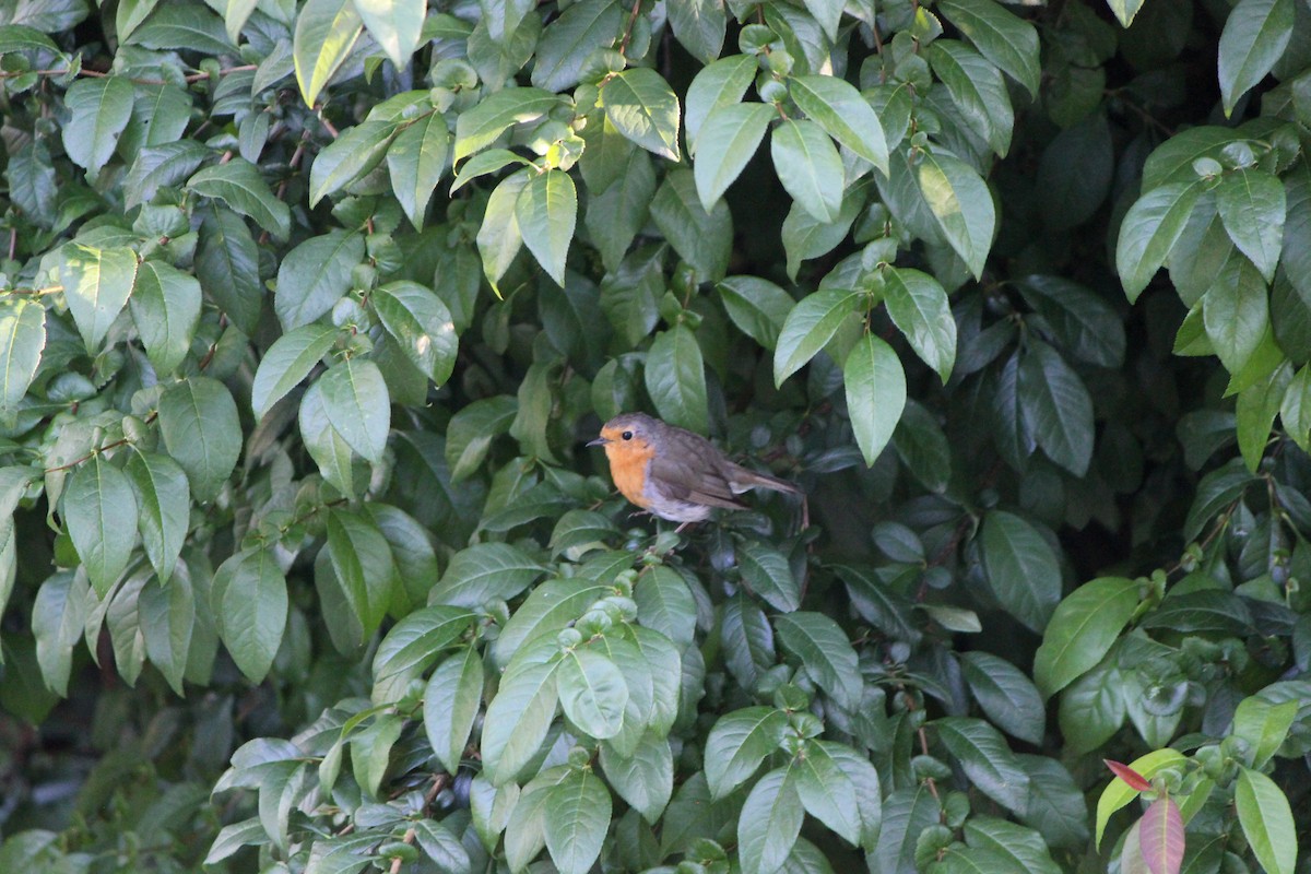 European Robin - ML621880100