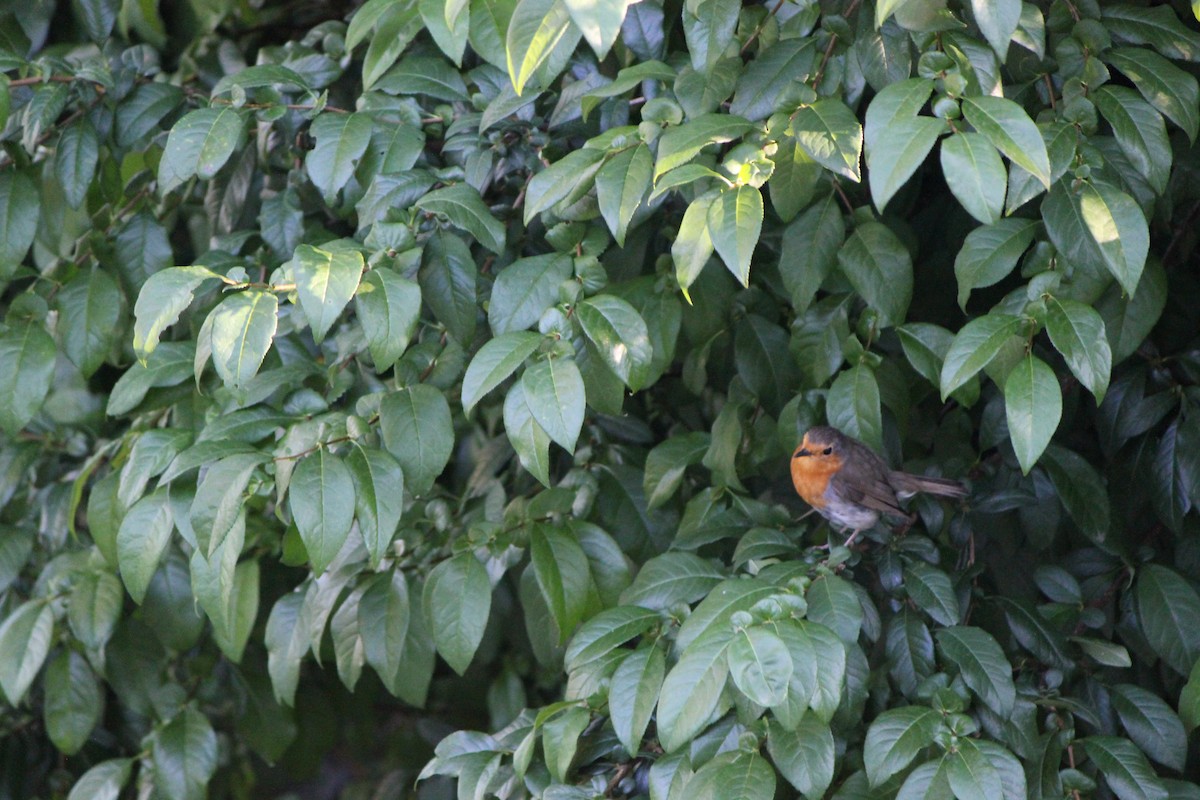 European Robin - ML621880101