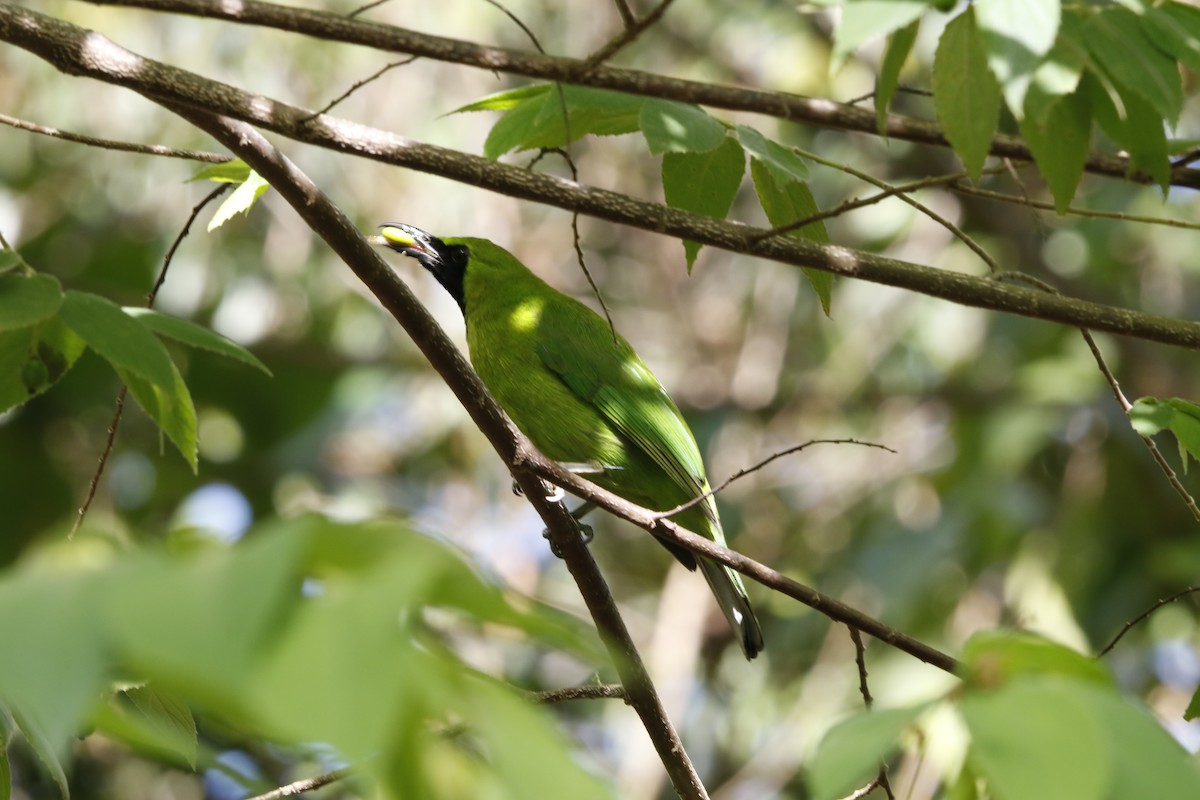 Greater Green Leafbird - ML621880122