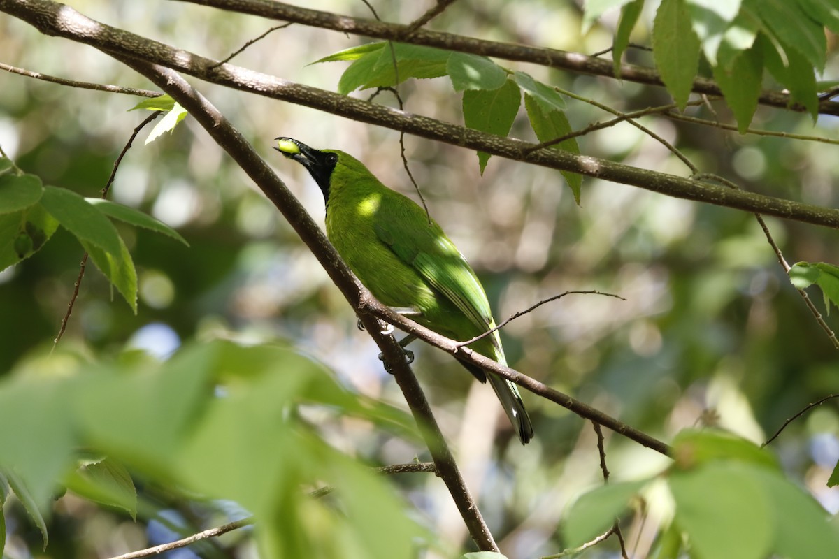 Greater Green Leafbird - ML621880128