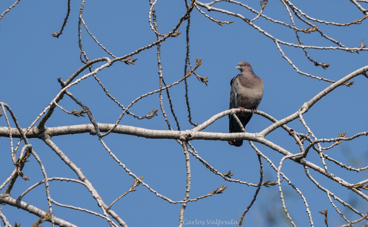 Picazuro Pigeon - ML621880136