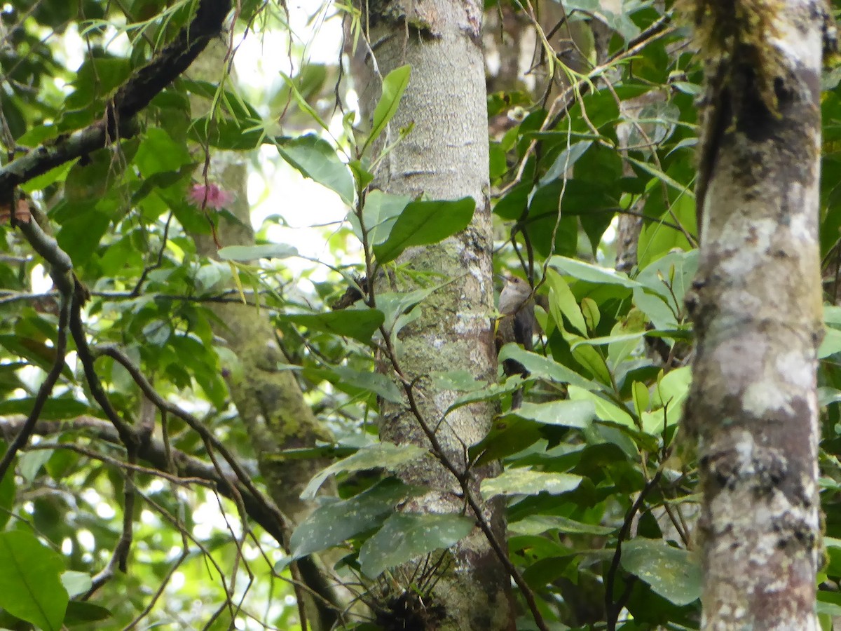 Papuan Treecreeper - ML621880156