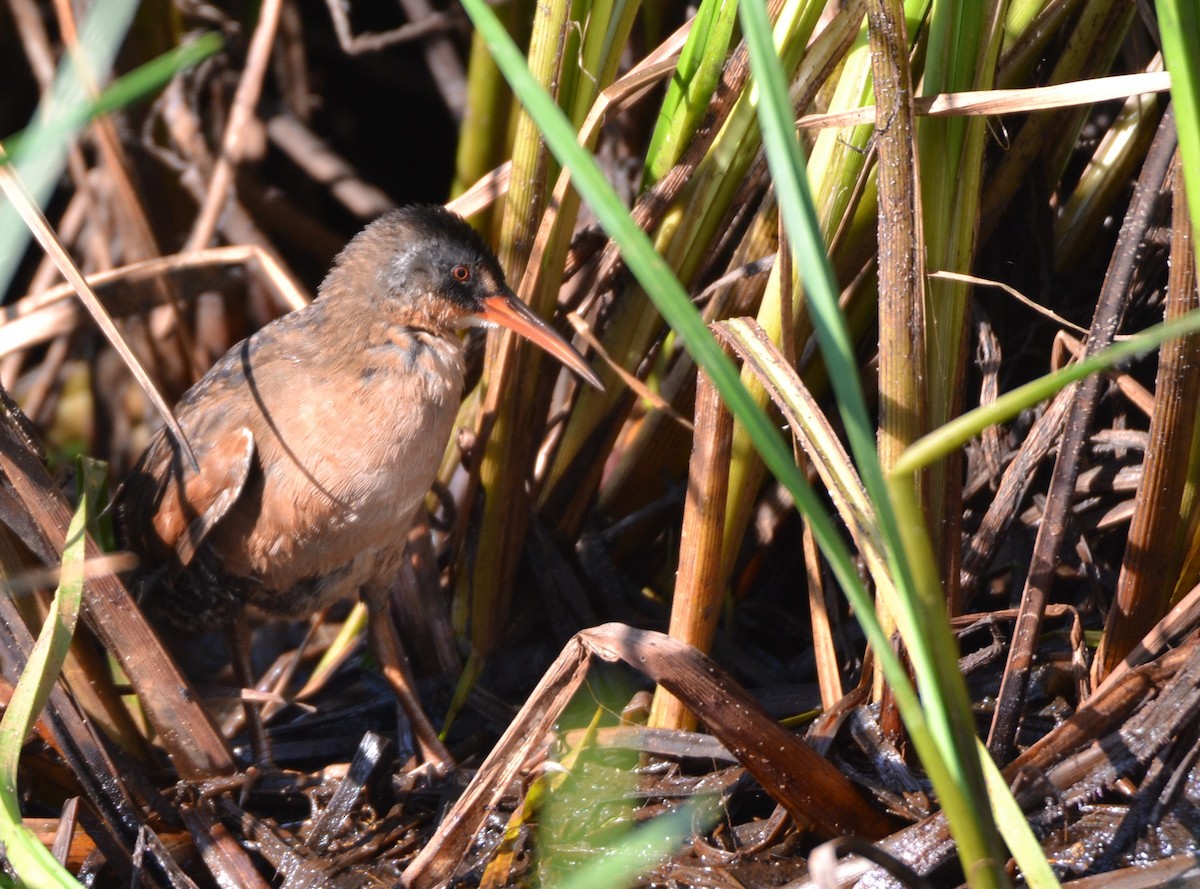 Virginia Rail - Roger Fankhauser