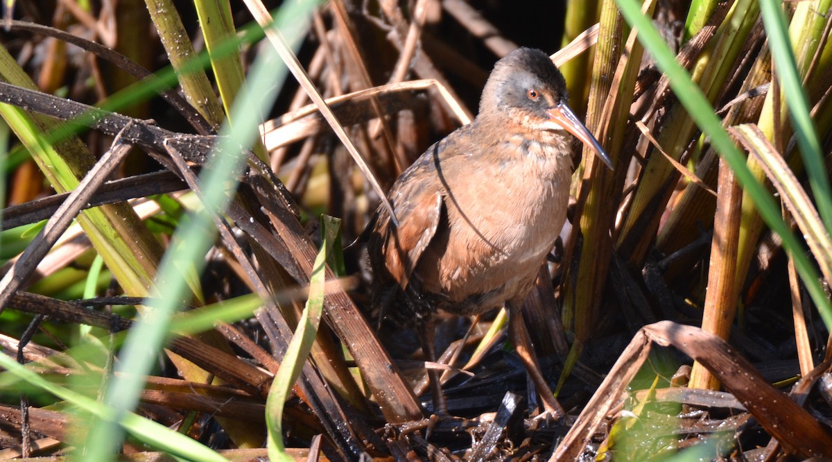 Virginia Rail - ML621880180