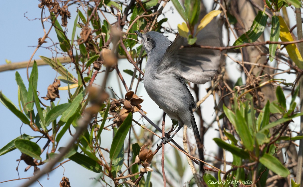 Masked Gnatcatcher - ML621880185