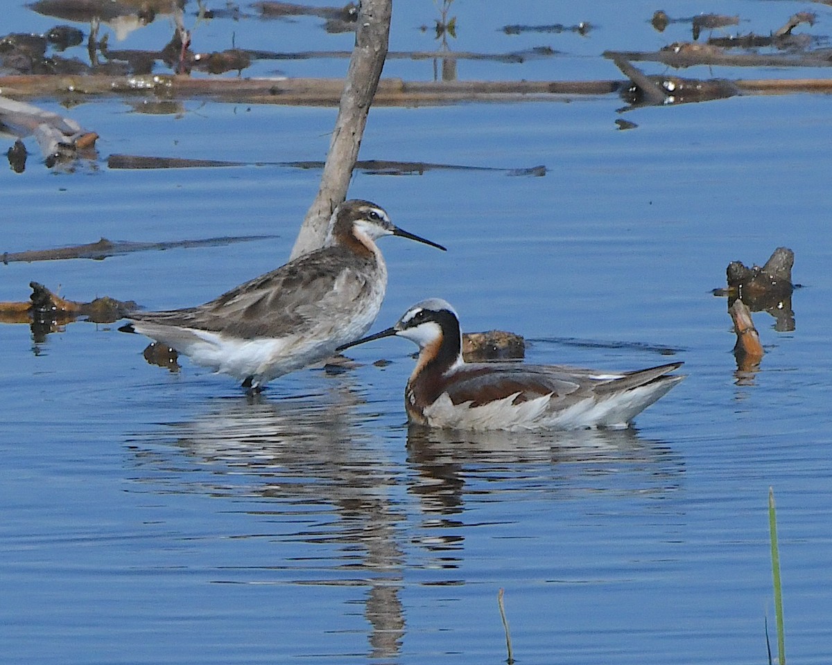 Falaropo Tricolor - ML621880190