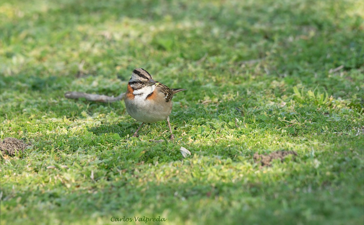 Rufous-collared Sparrow - ML621880192