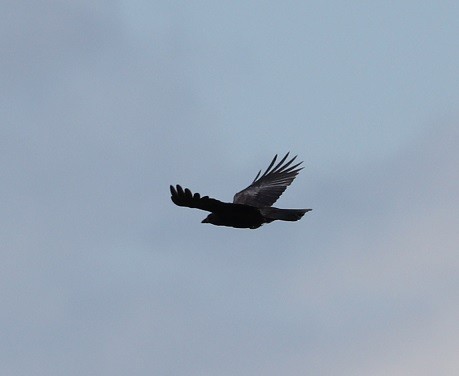 American Crow - ML621880198