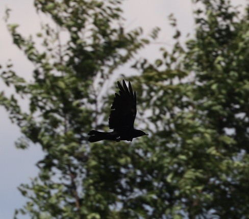 American Crow - ML621880199