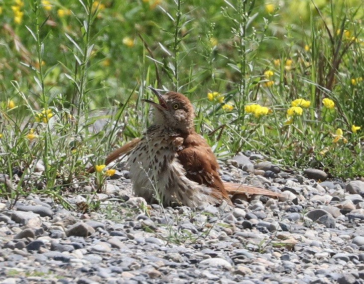 Brown Thrasher - ML621880210