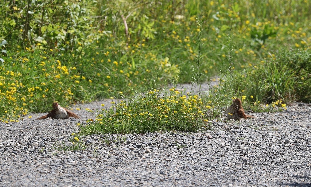 Brown Thrasher - ML621880212