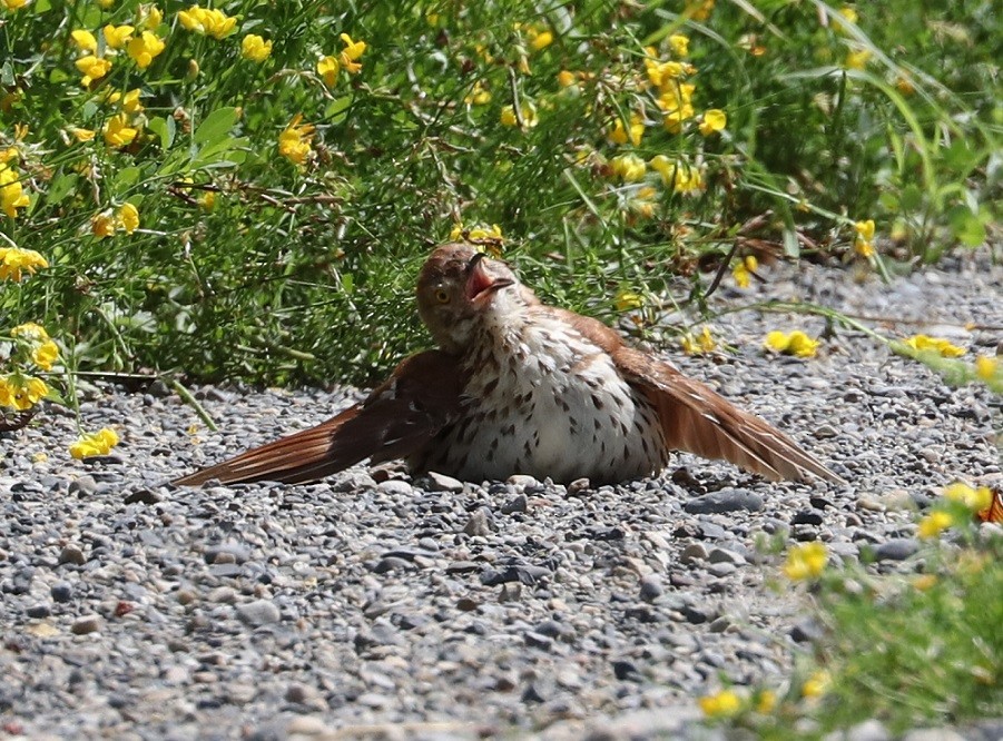 Brown Thrasher - ML621880214