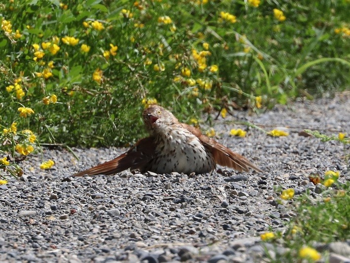 Brown Thrasher - ML621880215