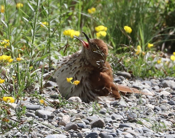 Brown Thrasher - ML621880216